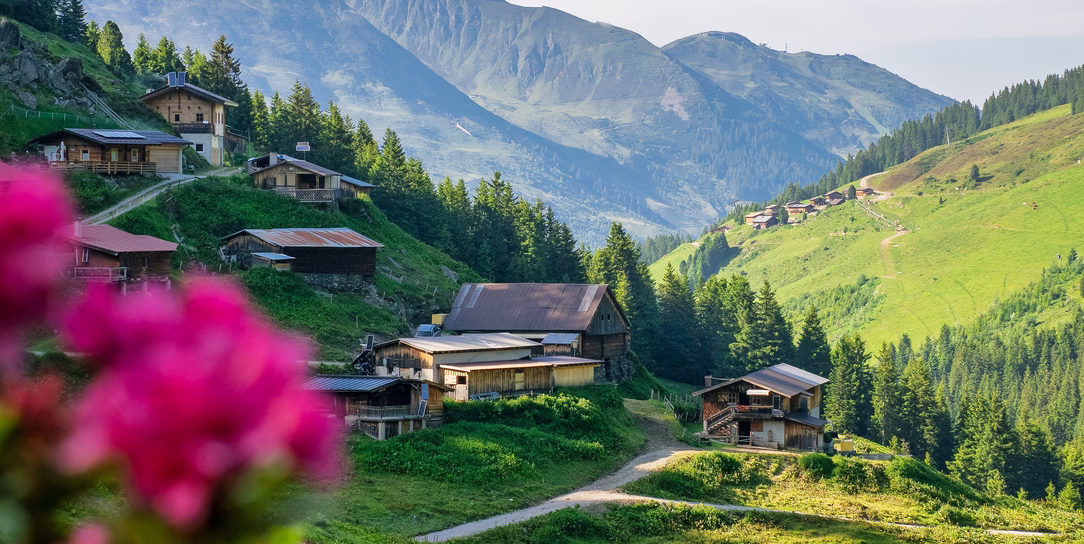 Leuchtend rosa Almrosen vor traditionellen Almhütten und grünen Berghängen in Hochfügen.